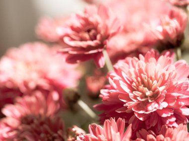 Red Chrysanthemums bunch in floral shop