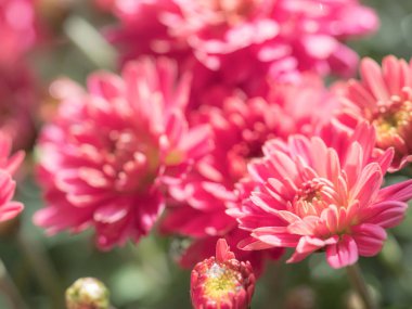 Red Chrysanthemums bunch in floral shop