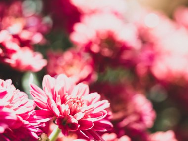 Red Chrysanthemums bunch in floral shop