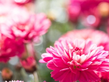 Red Chrysanthemums bunch in floral shop