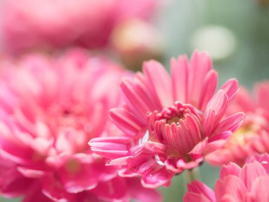 Red Chrysanthemums bunch in floral shop