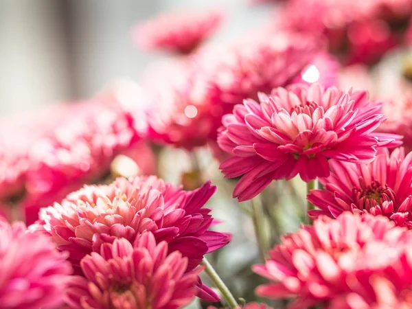 Red Chrysanthemums bunch in floral shop