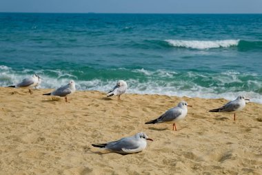 Busan, Güney Kore 'deki sahilde martılar