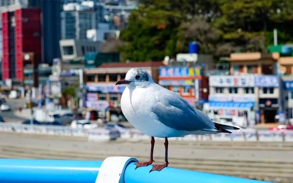 Seagulls Beach Busan South Korea — Stock Photo, Image