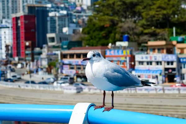 Seagulls Beach Busan South Korea — Stock Photo, Image