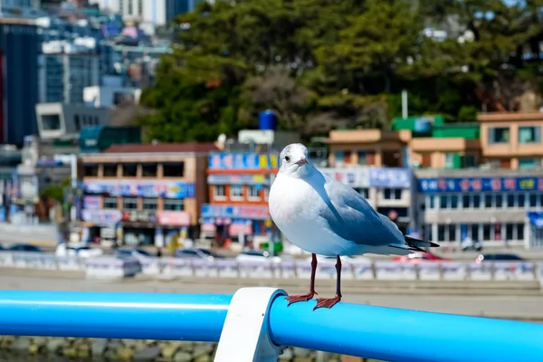 Seagulls Beach Busan South Korea — Stock Photo, Image