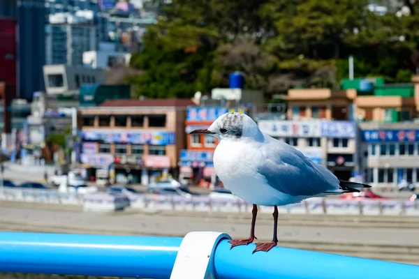 Seagulls Beach Busan South Korea — Stock Photo, Image