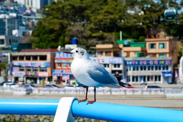 Seagulls Beach Busan South Korea — Stock Photo, Image