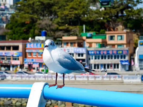Seagulls Beach Busan South Korea — Stock Photo, Image