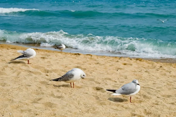 Gaviotas Playa Busan Corea Del Sur —  Fotos de Stock