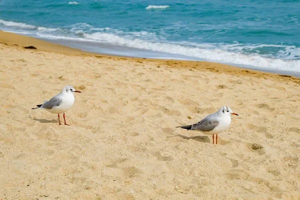 Möwen Strand Busan Südkorea — Stockfoto