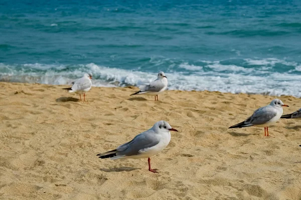 Gaivotas Praia Busan Coréia Sul — Fotografia de Stock