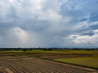Yazın pirinç tarlası hasadı