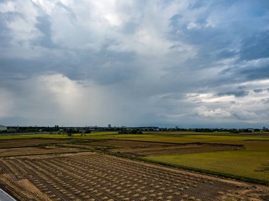 Yazın pirinç tarlası hasadı