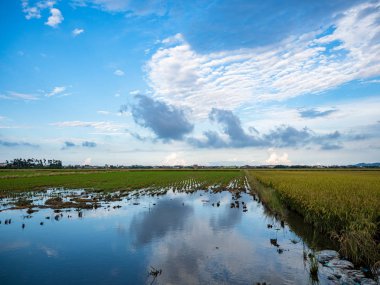 Yazın pirinç tarlası hasadı
