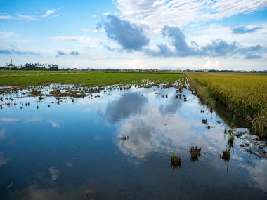 Yazın pirinç tarlası hasadı