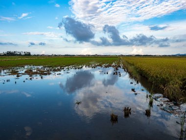 Yazın pirinç tarlası hasadı