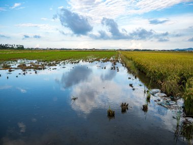 Yazın pirinç tarlası hasadı