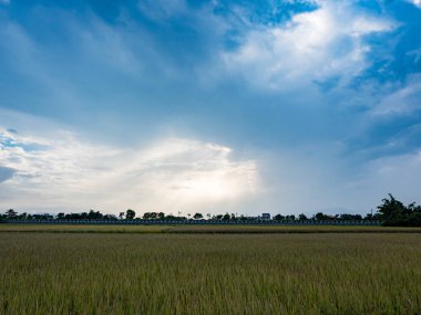 Yazın pirinç tarlası hasadı