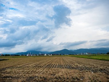 Yazın pirinç tarlası hasadı