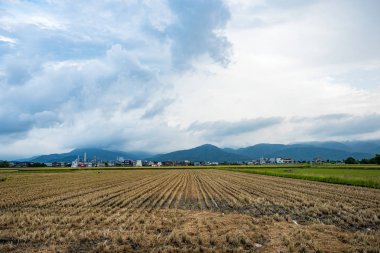Yazın pirinç tarlası hasadı