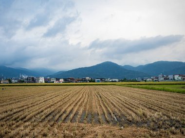 Yazın pirinç tarlası hasadı