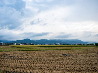 Yazın pirinç tarlası hasadı