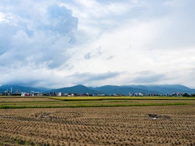 Yazın pirinç tarlası hasadı