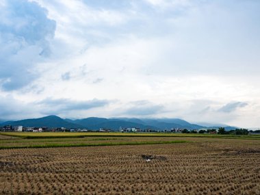 Yazın pirinç tarlası hasadı
