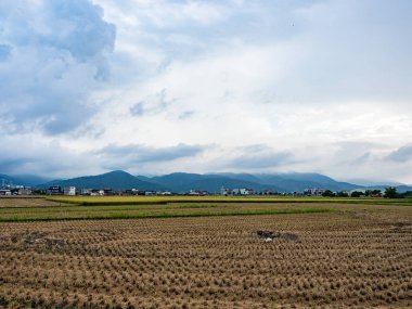 Yazın pirinç tarlası hasadı