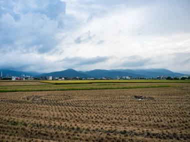 Yazın pirinç tarlası hasadı
