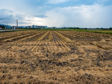 Yazın pirinç tarlası hasadı