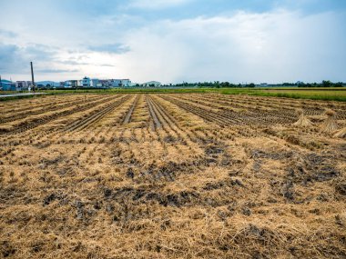 Yazın pirinç tarlası hasadı