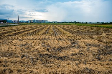 Yazın pirinç tarlası hasadı