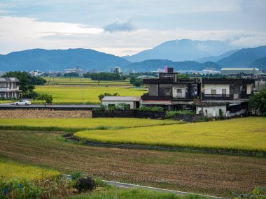 Yazın pirinç tarlası hasadı