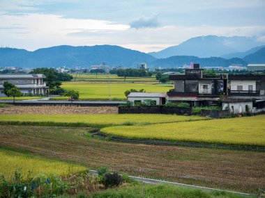 Yazın pirinç tarlası hasadı