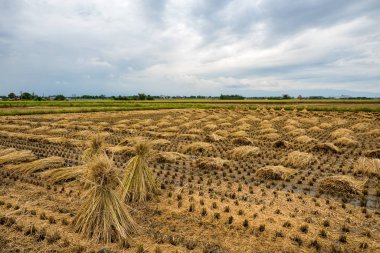 Yazın pirinç tarlası hasadı