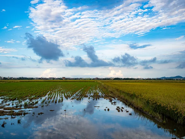 rice field harvest in summer