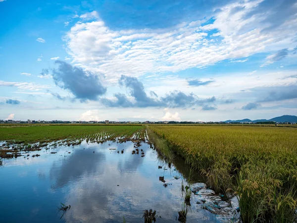 rice field harvest in summer