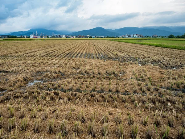 Reisfeldernte Sommer — Stockfoto