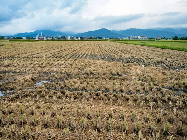 Reisfeldernte Sommer — Stockfoto