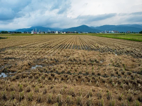 Rice Field Harvest Summer — Stock Photo, Image