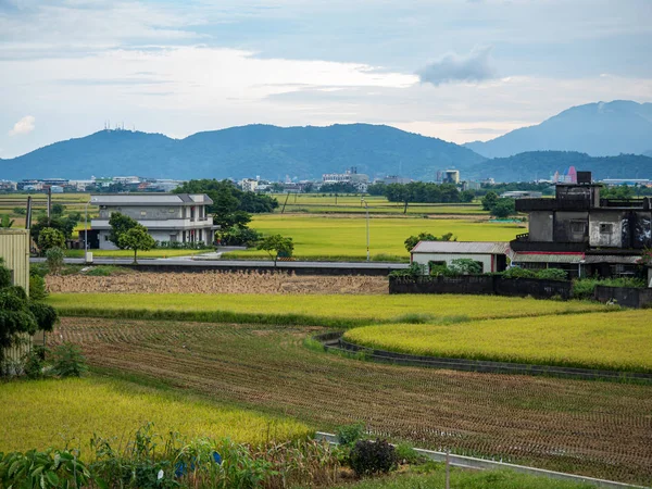 Rice Field Harvest Summer — 스톡 사진