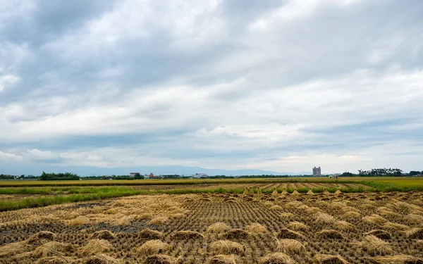Rice Field Harvest Summer — 스톡 사진