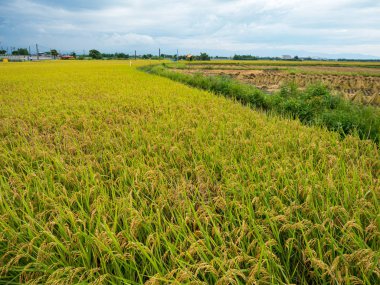 Yazın pirinç tarlası hasadı
