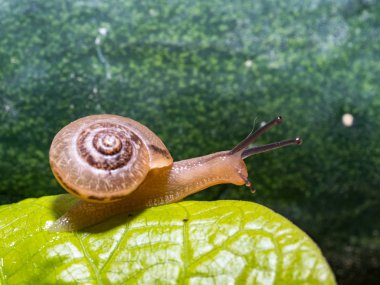 Yeşil yapraklı bir salyangoz