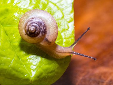 Yeşil yapraklı bir salyangoz