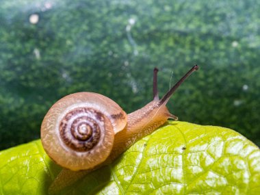 Yeşil yapraklı bir salyangoz