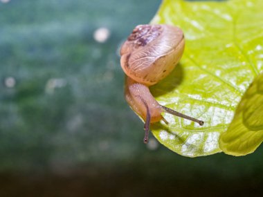 Yeşil yapraklı bir salyangoz