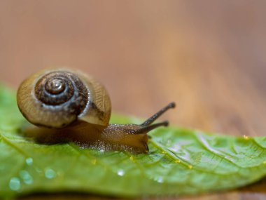 Yeşil yapraklı bir salyangoz